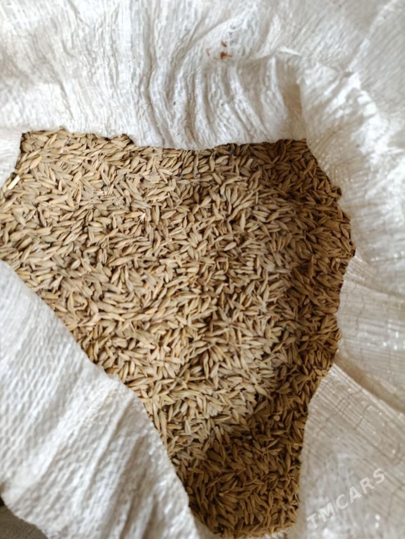 Arpa Madawda4tmt - Etrek - img 2