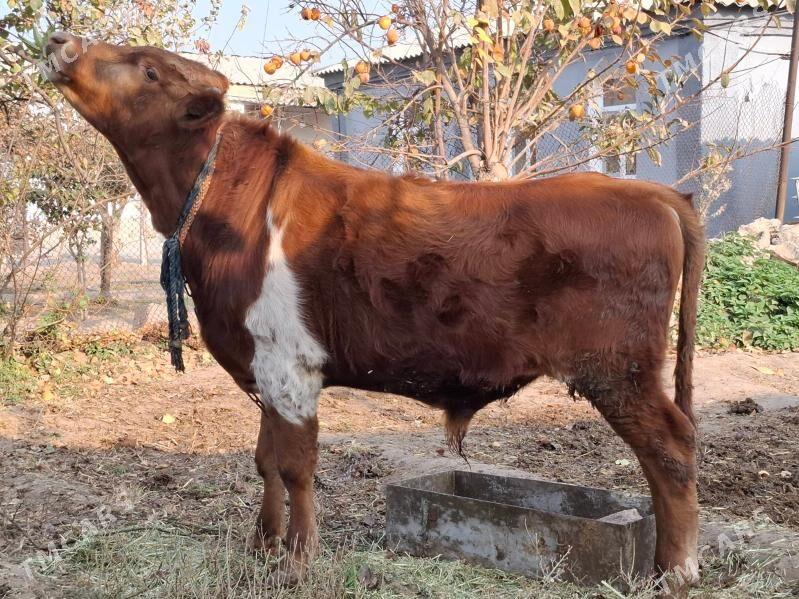 Okuz - Bagyr - img 2