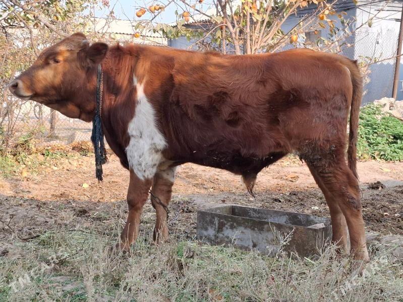 Okuz - Bagyr - img 3