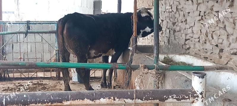 sygyr - Bäherden - img 3