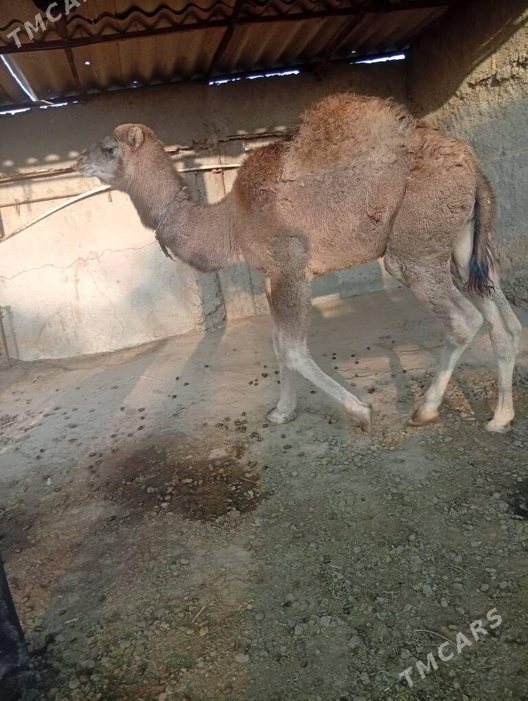 duye - Tejen - img 1