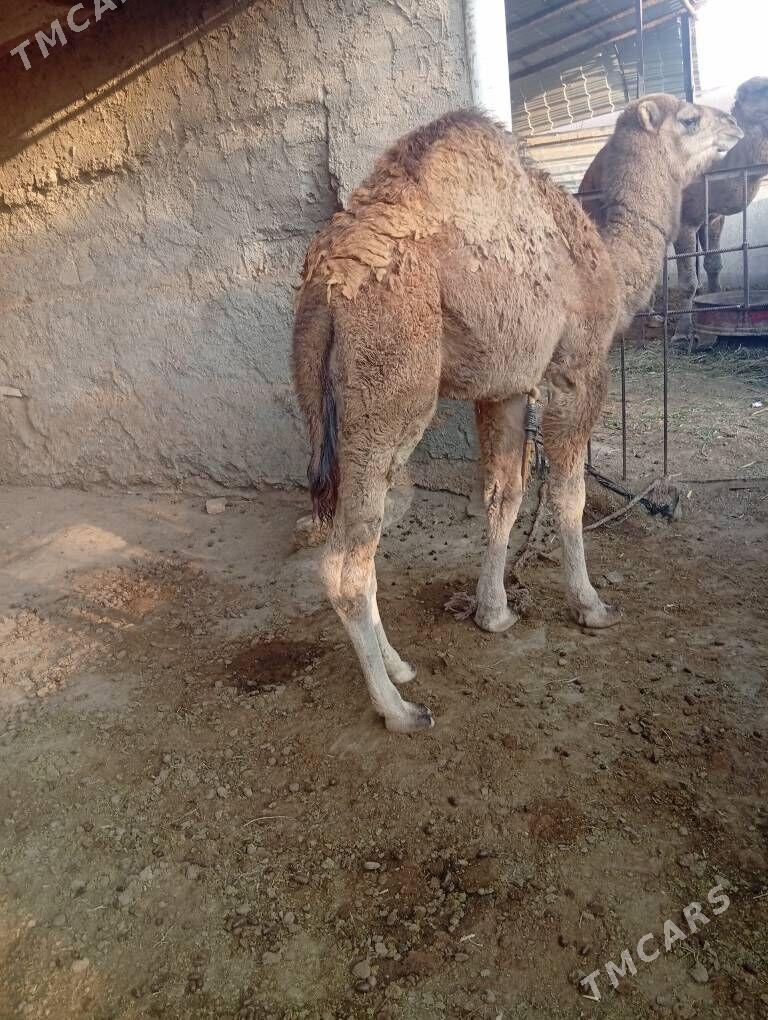 duye - Tejen - img 3