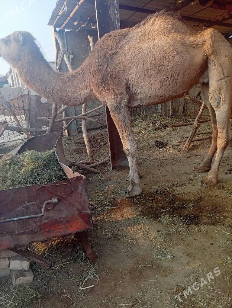 duye - Tejen - img 2