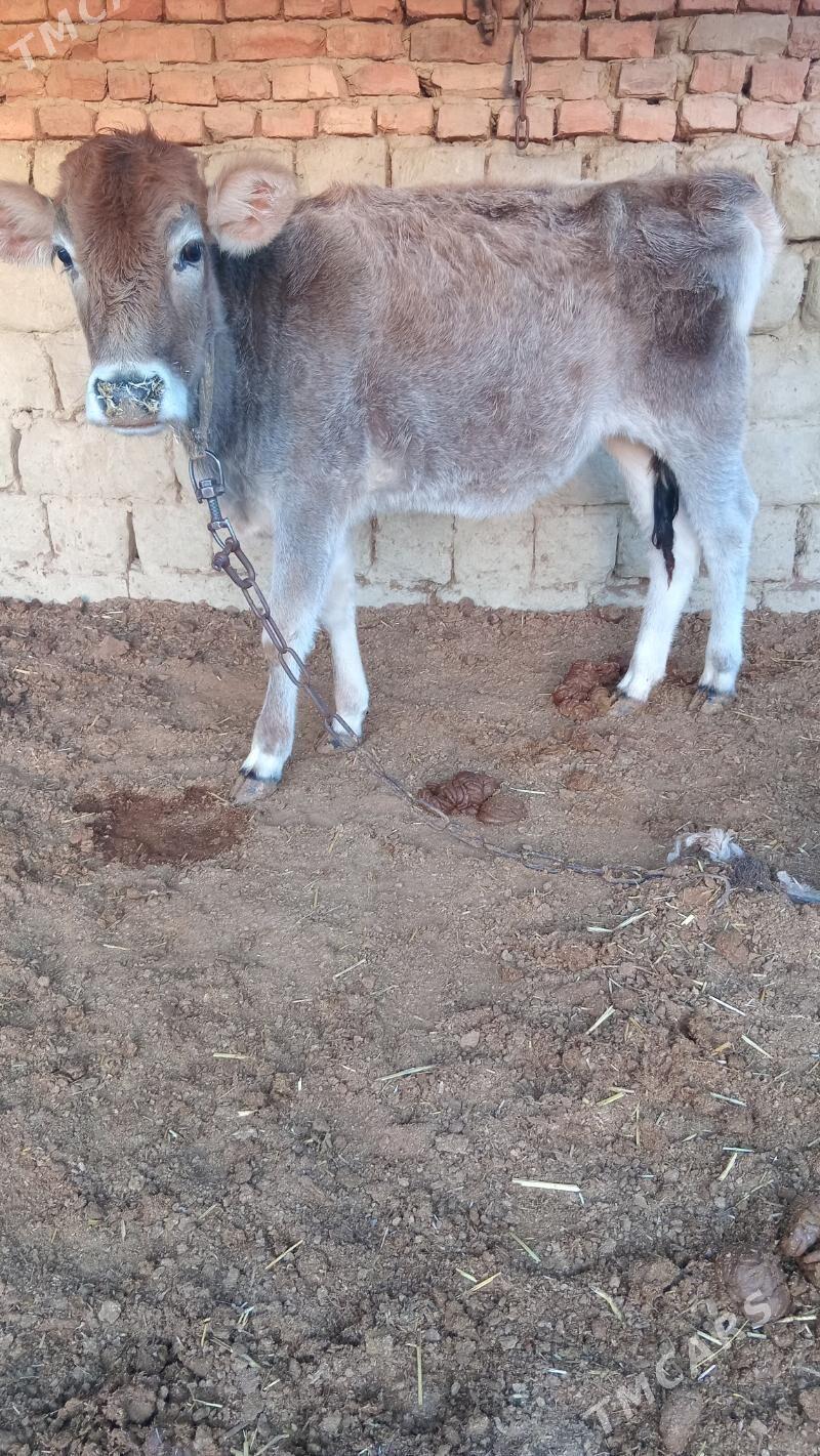 şiwes tuwe - Бахарден - img 2