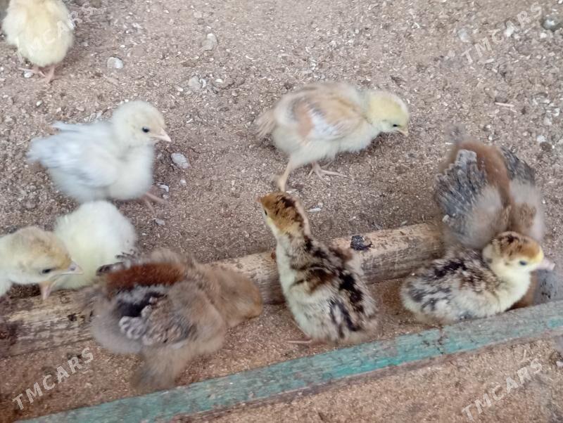 induk - Mary - img 5