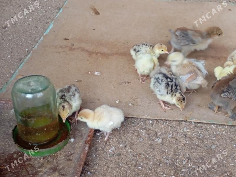 induk - Mary - img 3