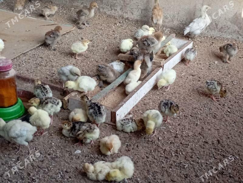 induk - Mary - img 4