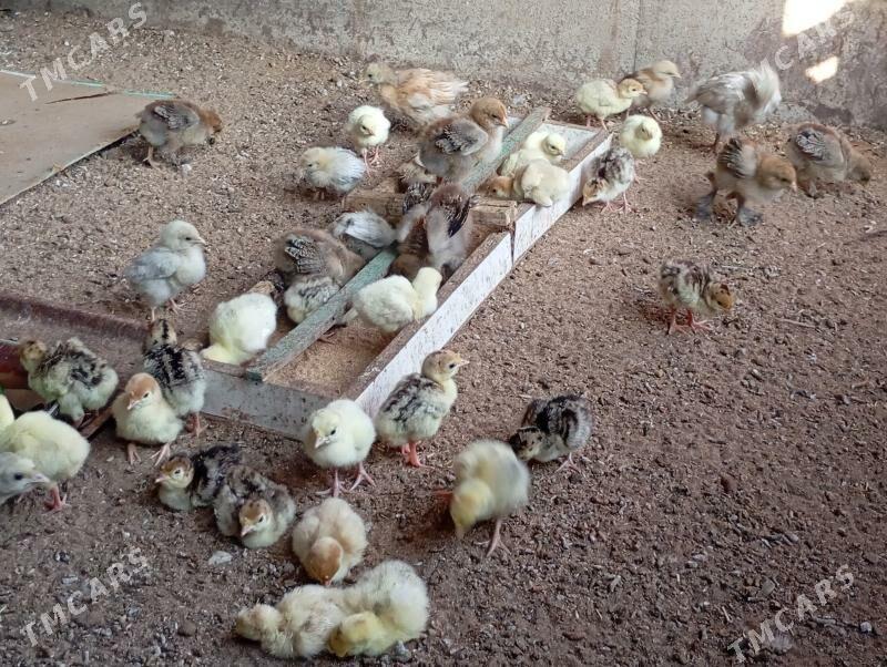 induk - Mary - img 2