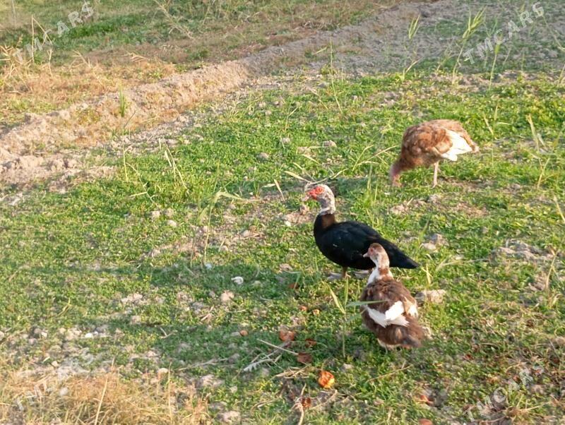 induk utga - Mary - img 2