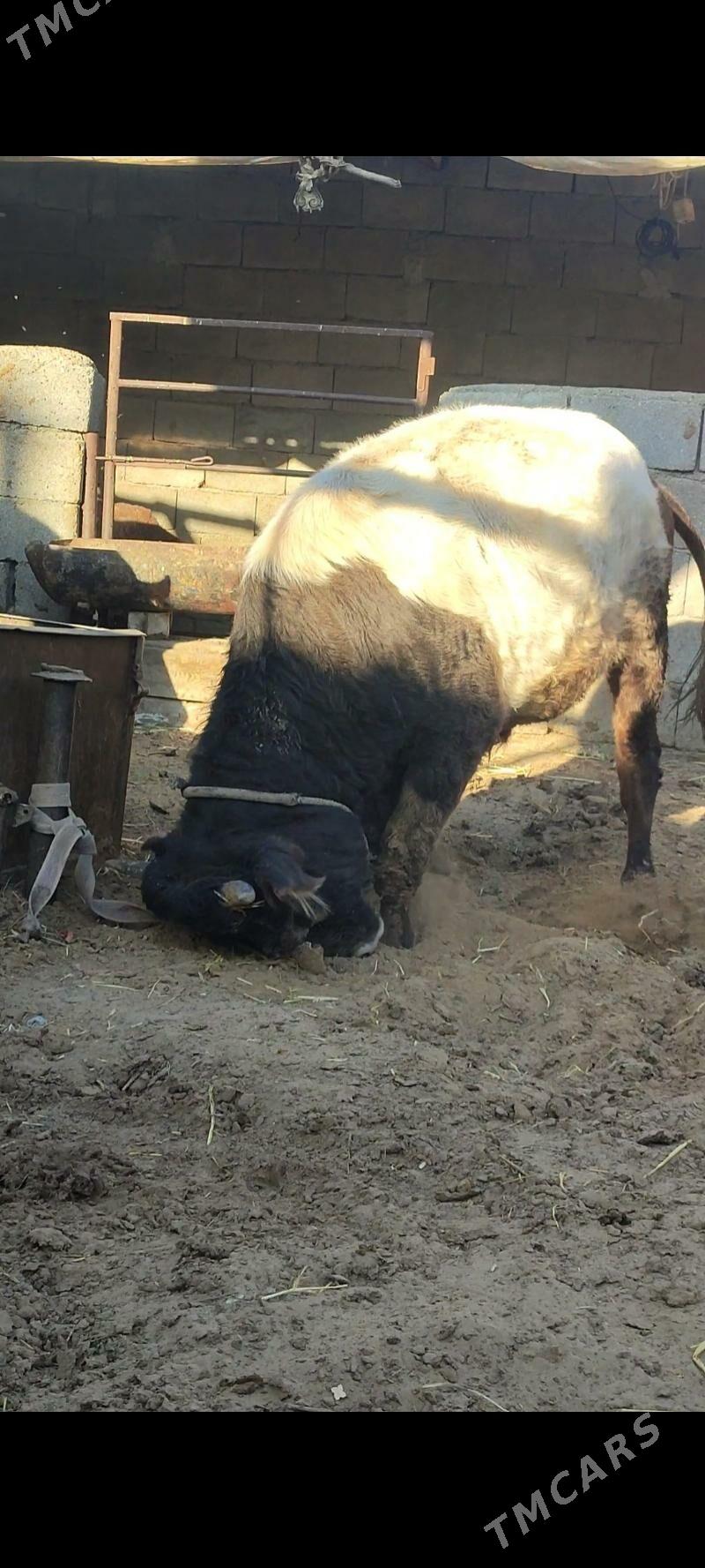 öküz - Büzmeýin - img 2