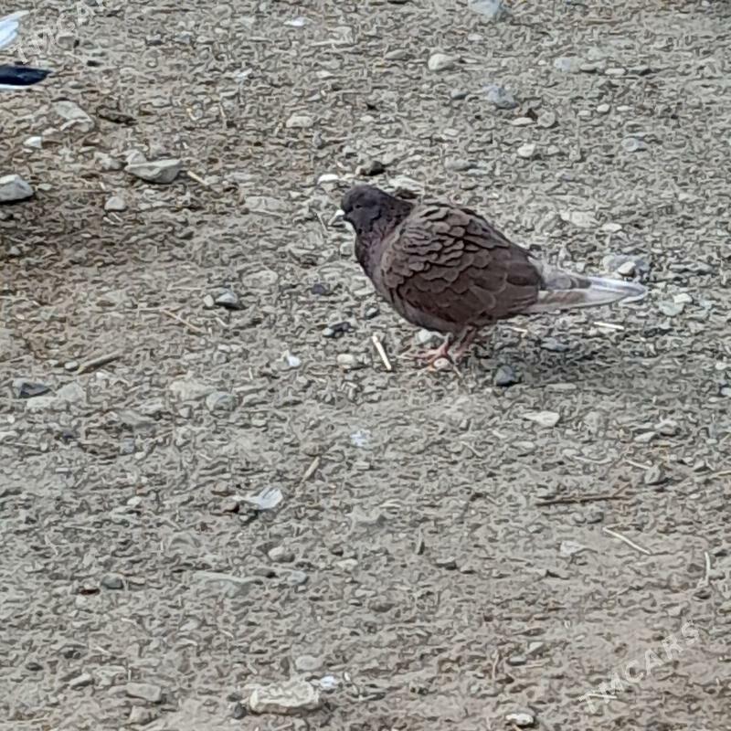 kepderi - Gyzylarbat - img 2