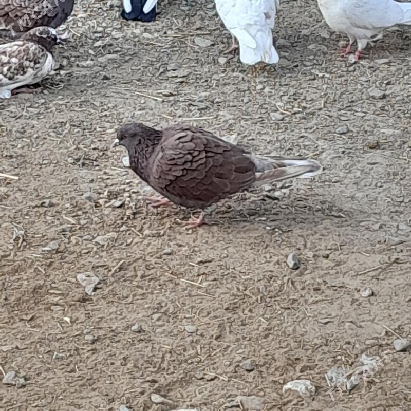 kepderi - Gyzylarbat - img 5