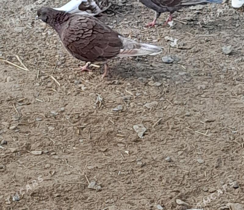 kepderi - Gyzylarbat - img 3