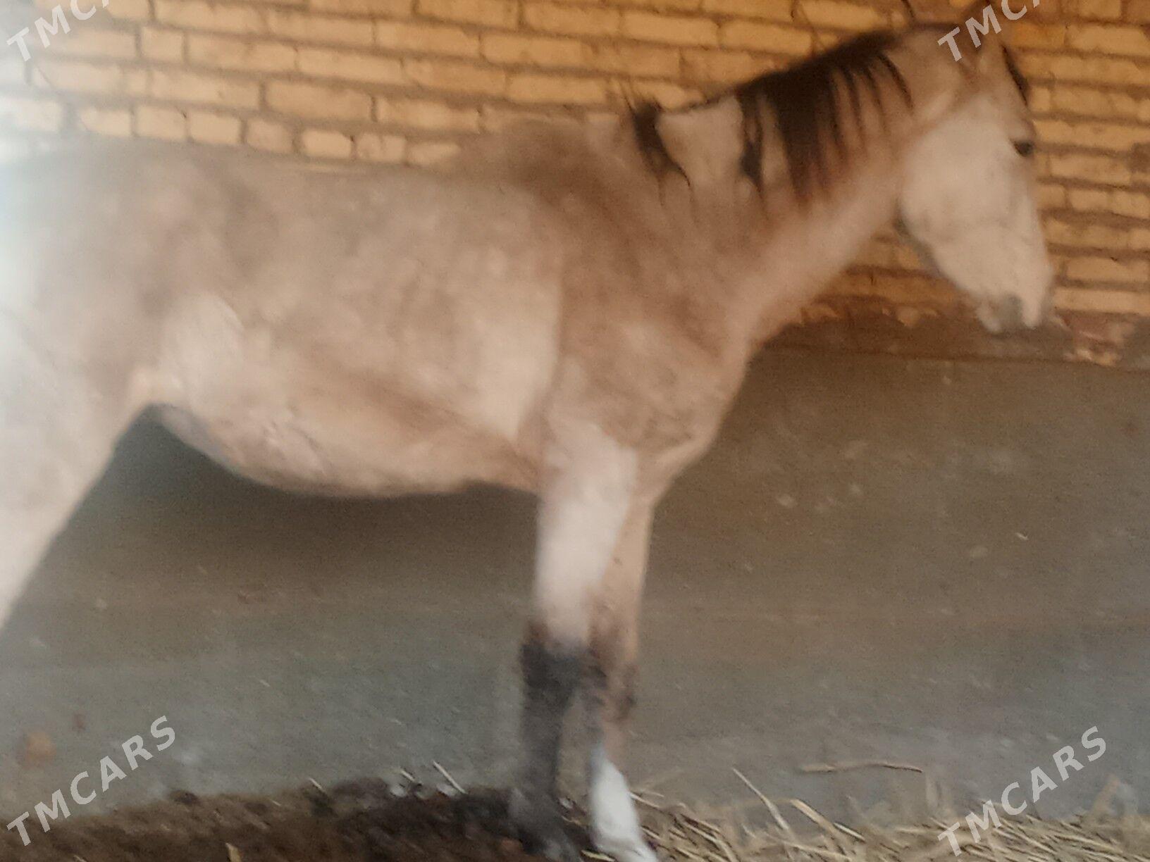 ой..хайваны - Çärjew - img 3