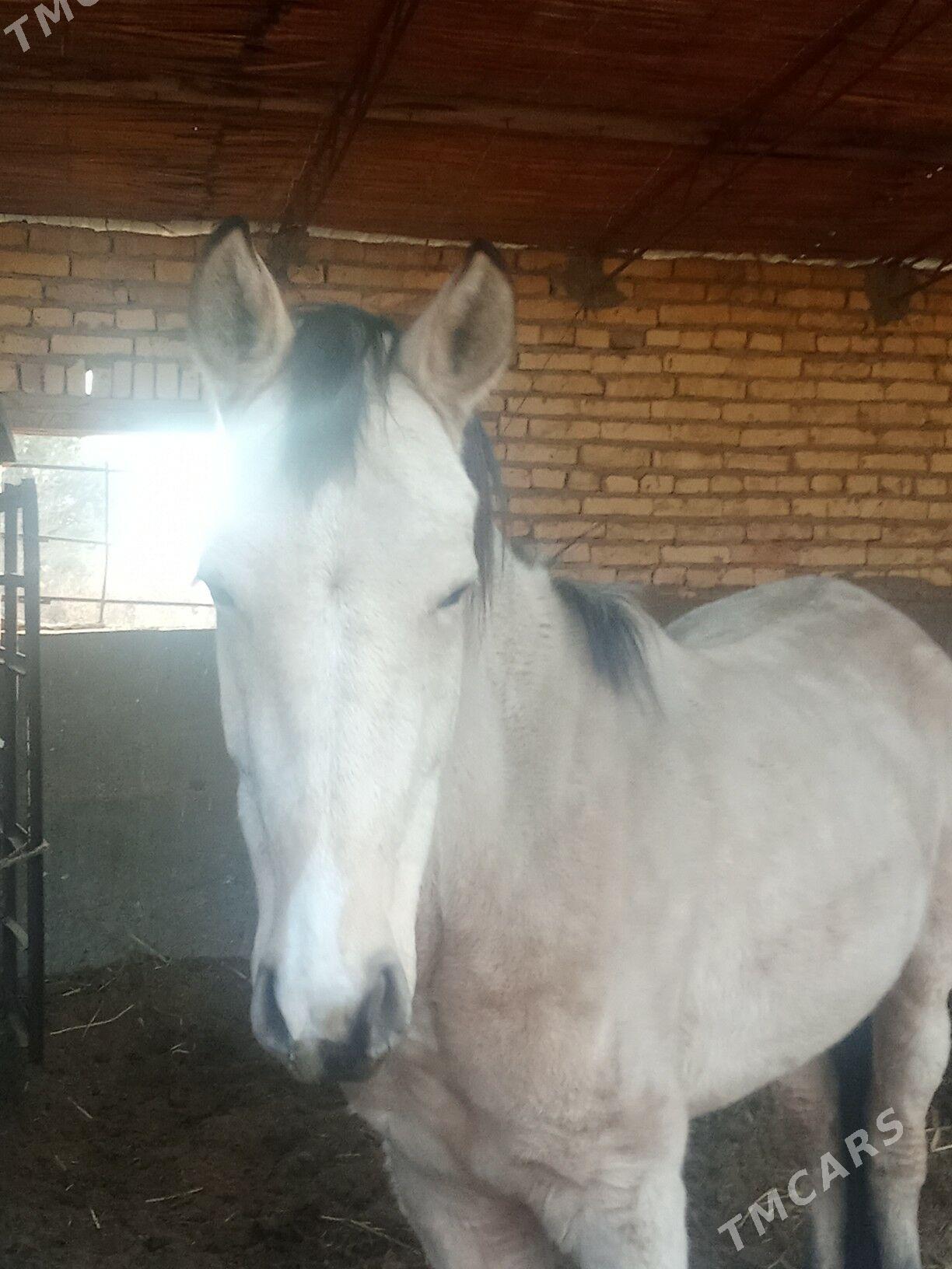 ой..хайваны - Çärjew - img 2