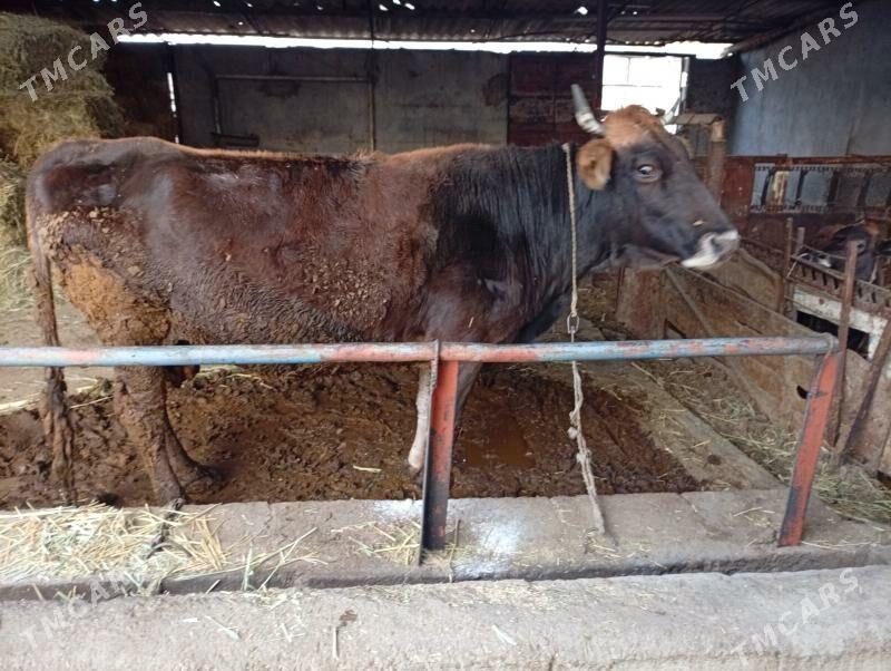 sygyr bakylan - Ýaşlyk - img 2