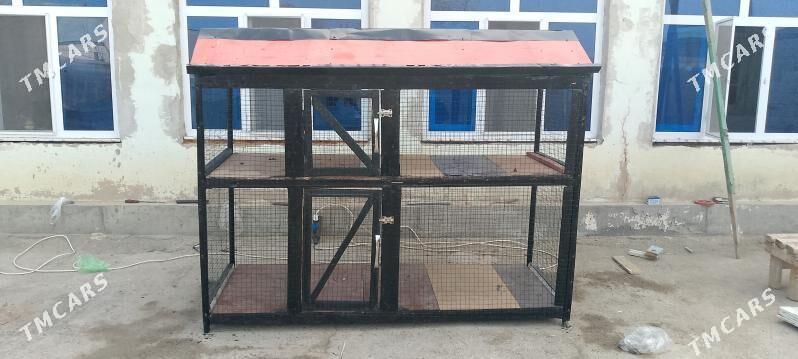 Towu. Jüje ketek - Büzmeýin - img 3