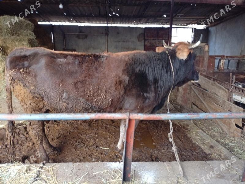 sygyr bakylan - Ýaşlyk - img 3