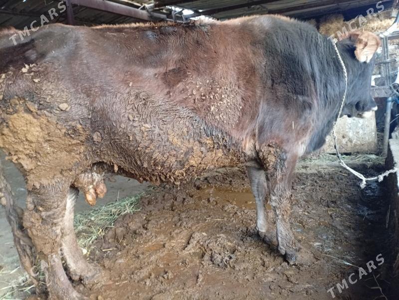 sygyr bakylan - Ýaşlyk - img 4