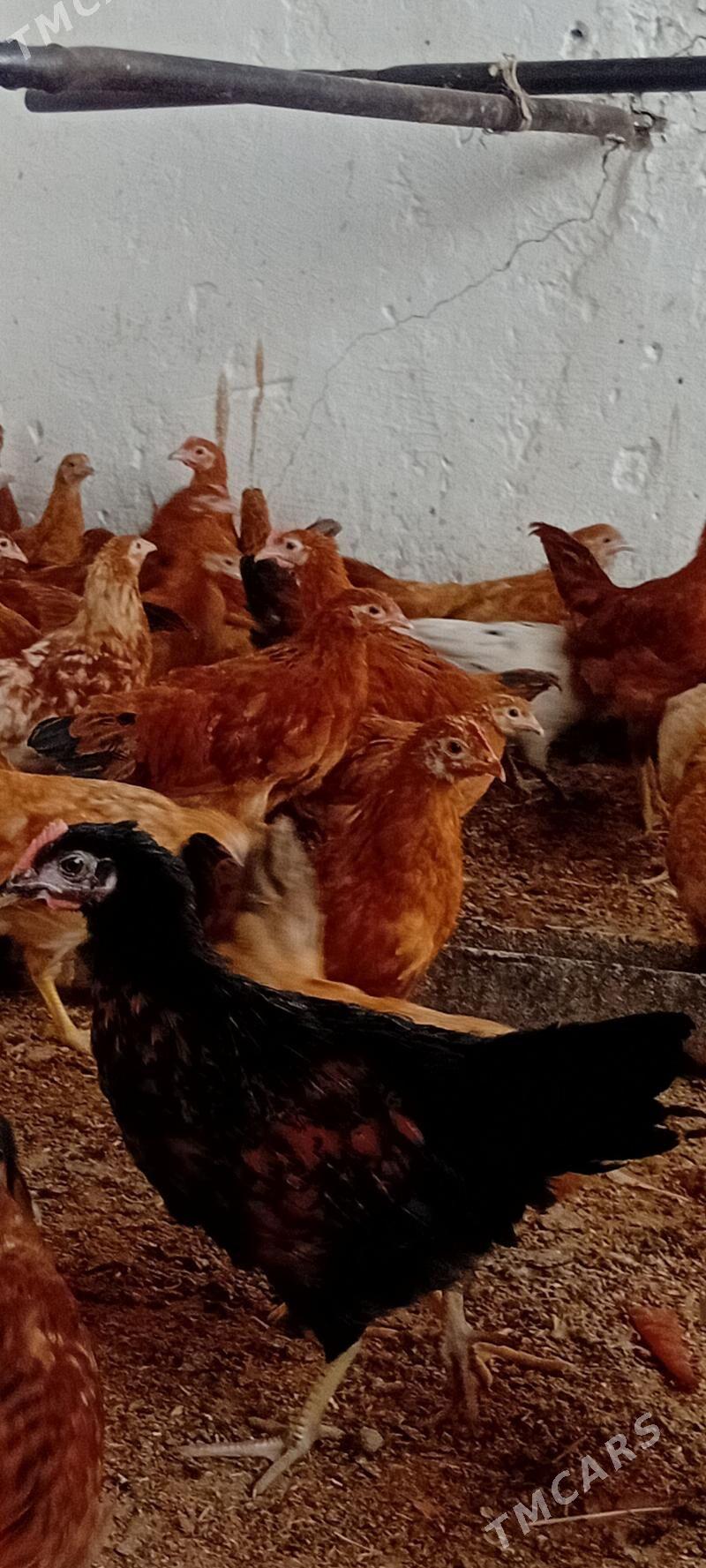 jüje - Бахарден - img 4