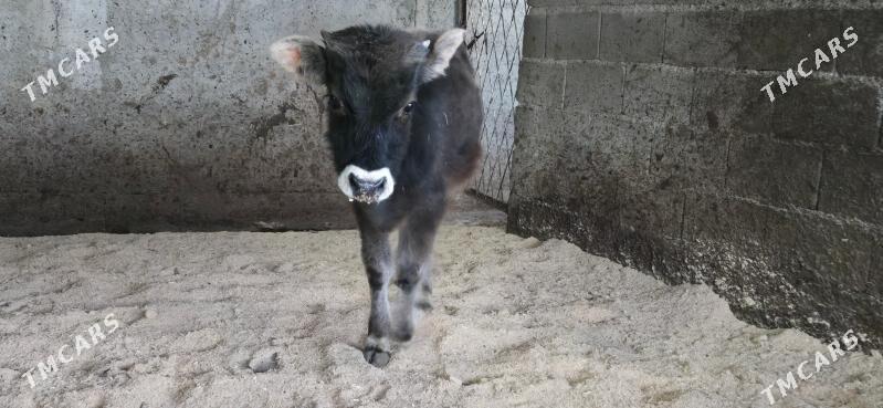 sives ozukce - Ашхабад - img 3