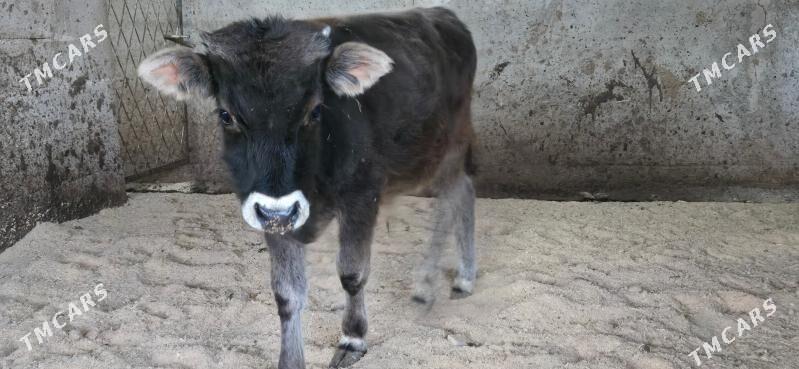 sives ozukce - Ашхабад - img 2