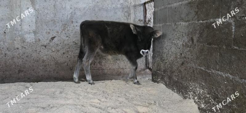 sives ozukce - Ашхабад - img 4