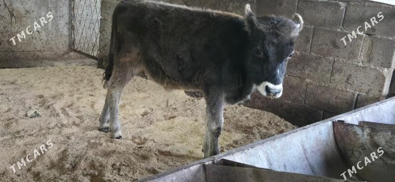 sives ozukce - Ашхабад - img 1