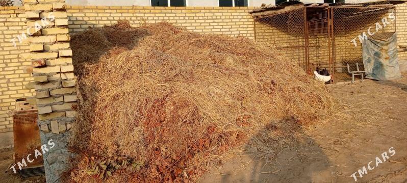 Bede - Туркменабат - img 3