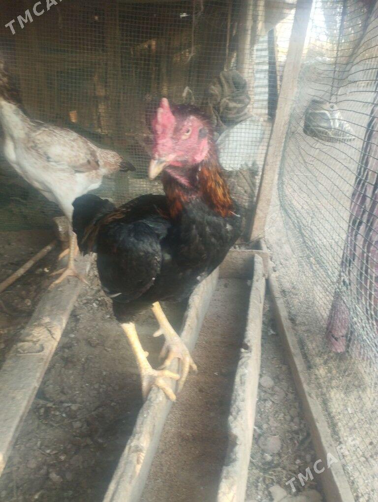 Baysol - Çärjew - img 5