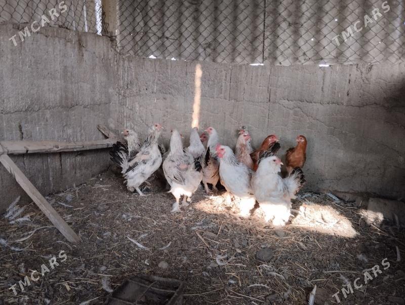 towuk - Гёкдепе - img 3