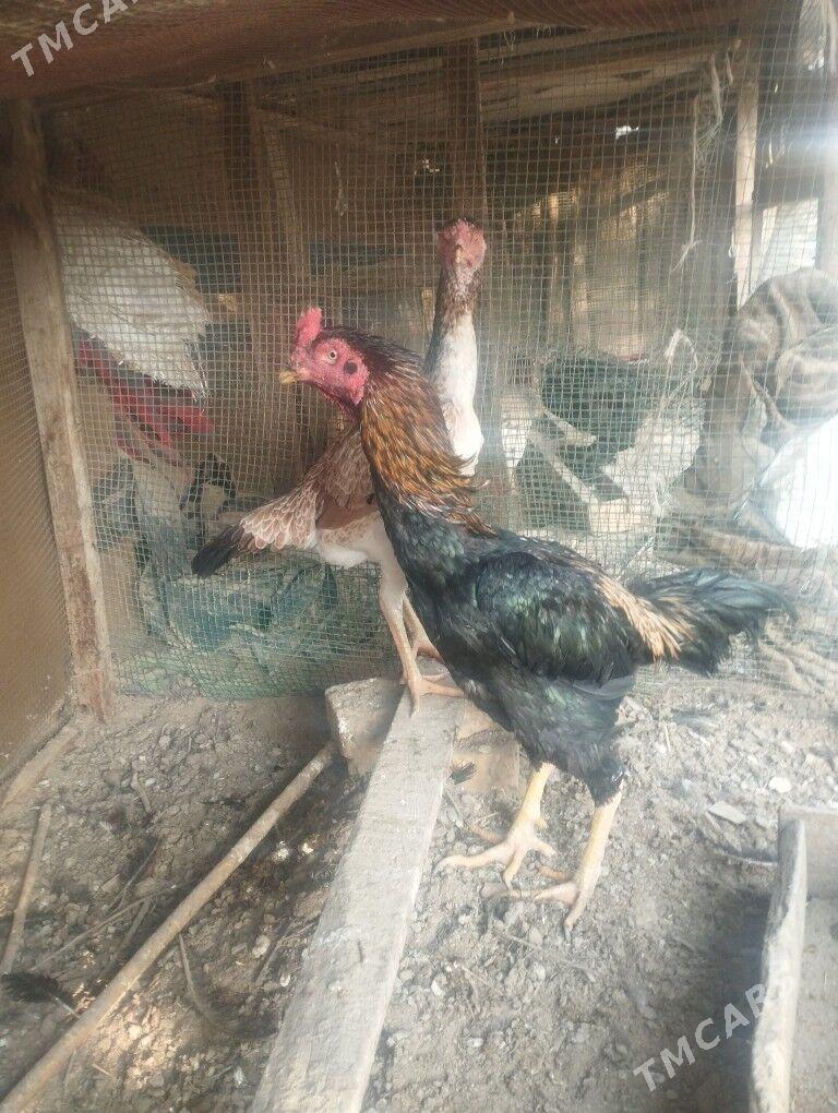 Baysol - Çärjew - img 4