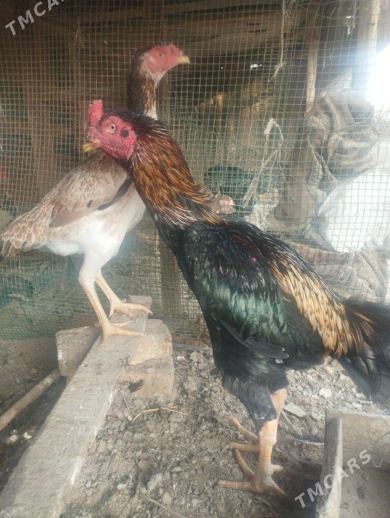 Baysol - Çärjew - img 3