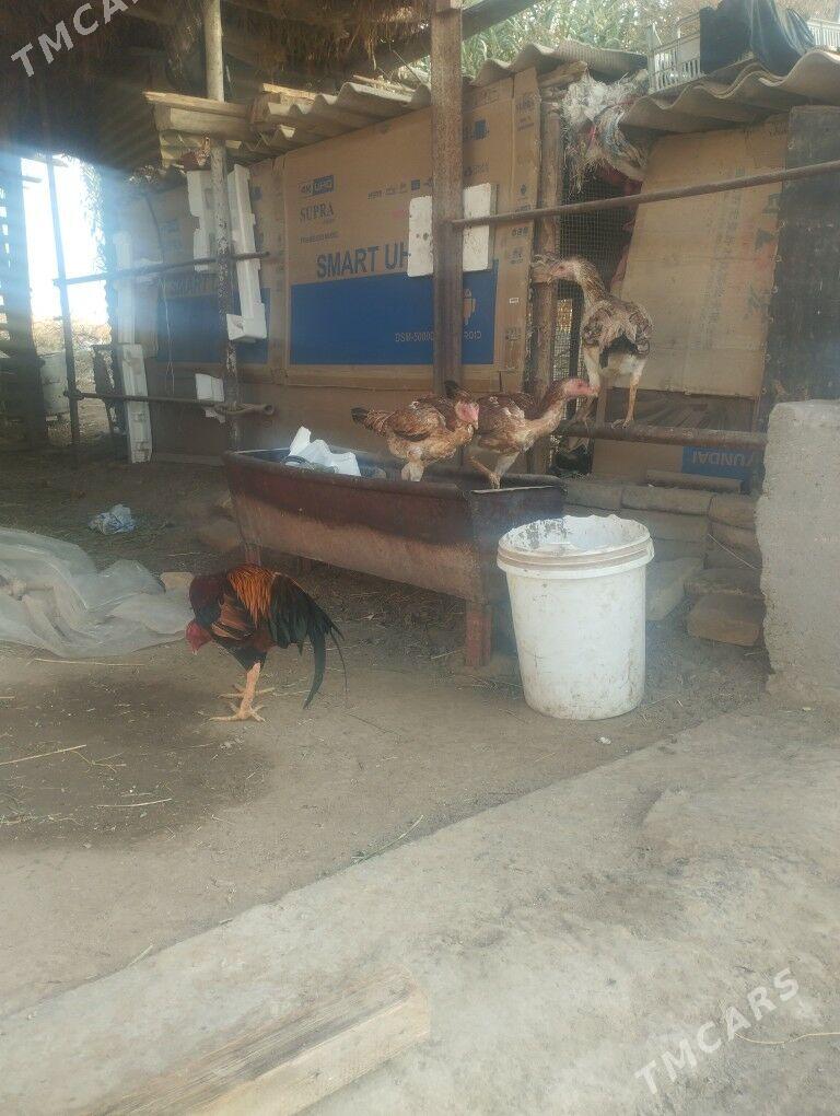 Baysol juje - Çärjew - img 3