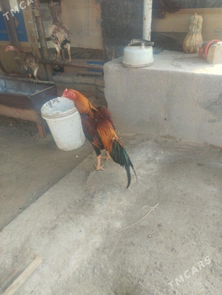 Baysol juje - Çärjew - img 2