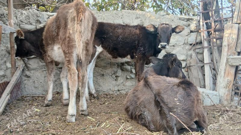 SWES TUELER - Bäherden - img 1