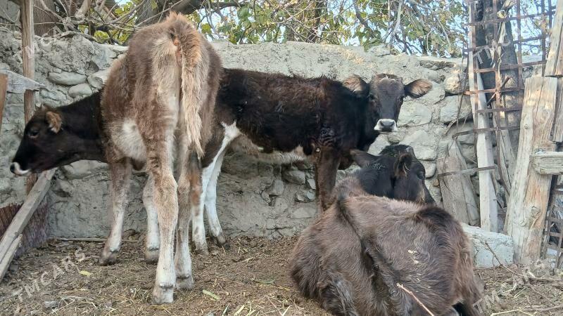 SWES TUELER - Bäherden - img 2