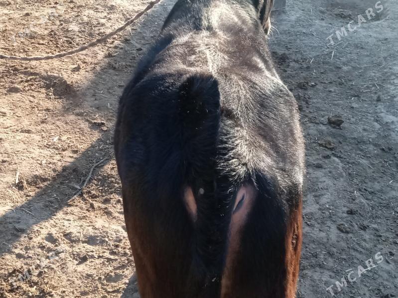 öküz - Балканабат - img 4