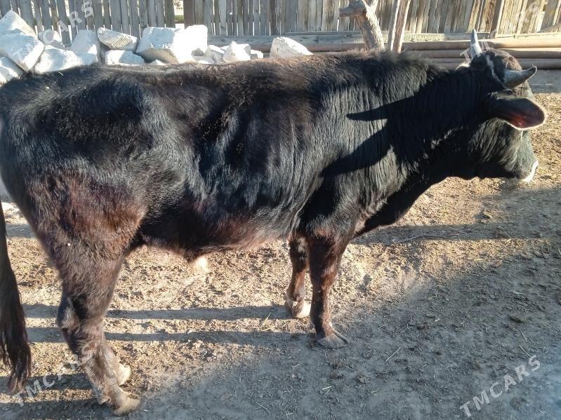 öküz - Балканабат - img 3