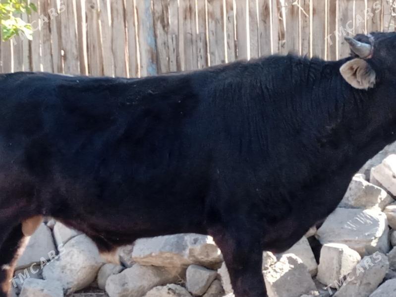 öküz - Балканабат - img 2