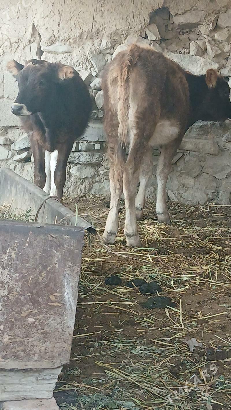 SWES TUELER - Bäherden - img 3