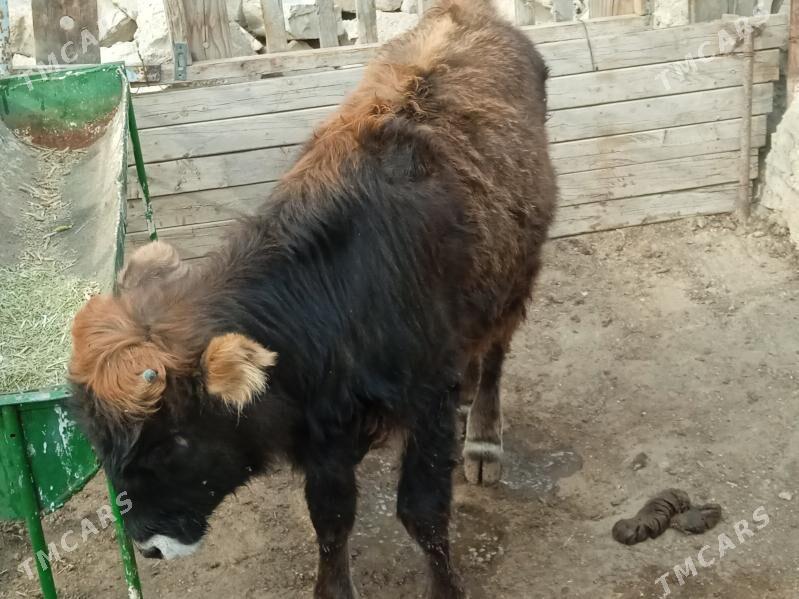 öküz - Балканабат - img 2