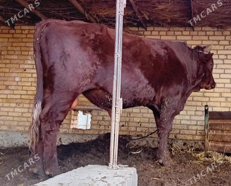 Burlat öküz - Дянев - img 2