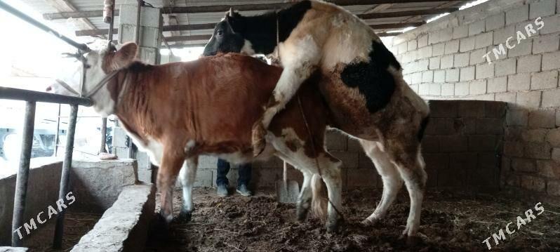 Öküz - Ашхабад - img 2