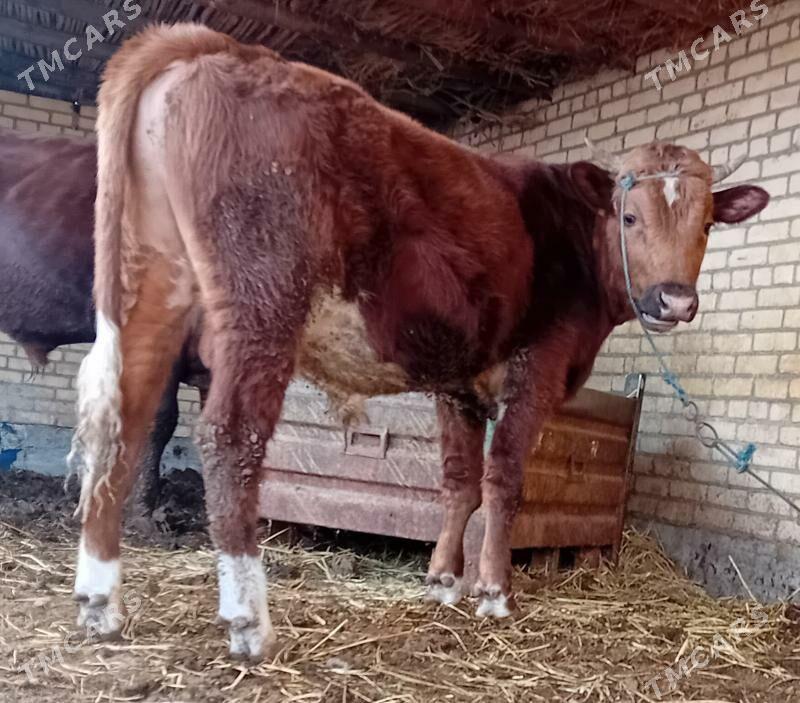 Burlat öküz... - Дянев - img 2