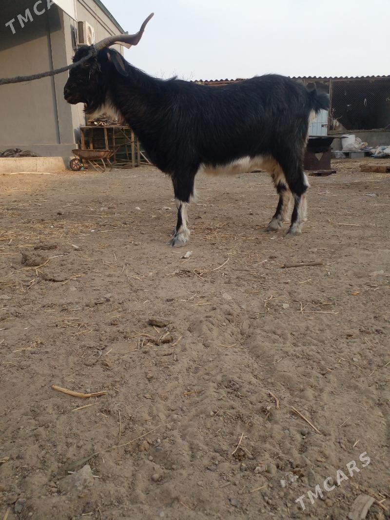 geçi - Büzmeýin - img 1