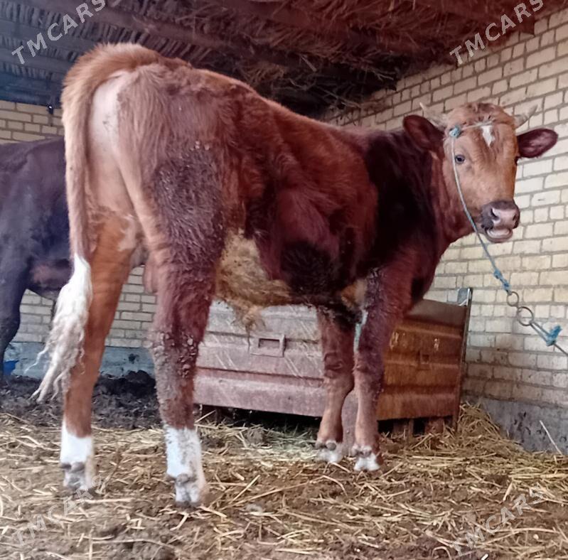 Burlat öküz... - Дянев - img 3