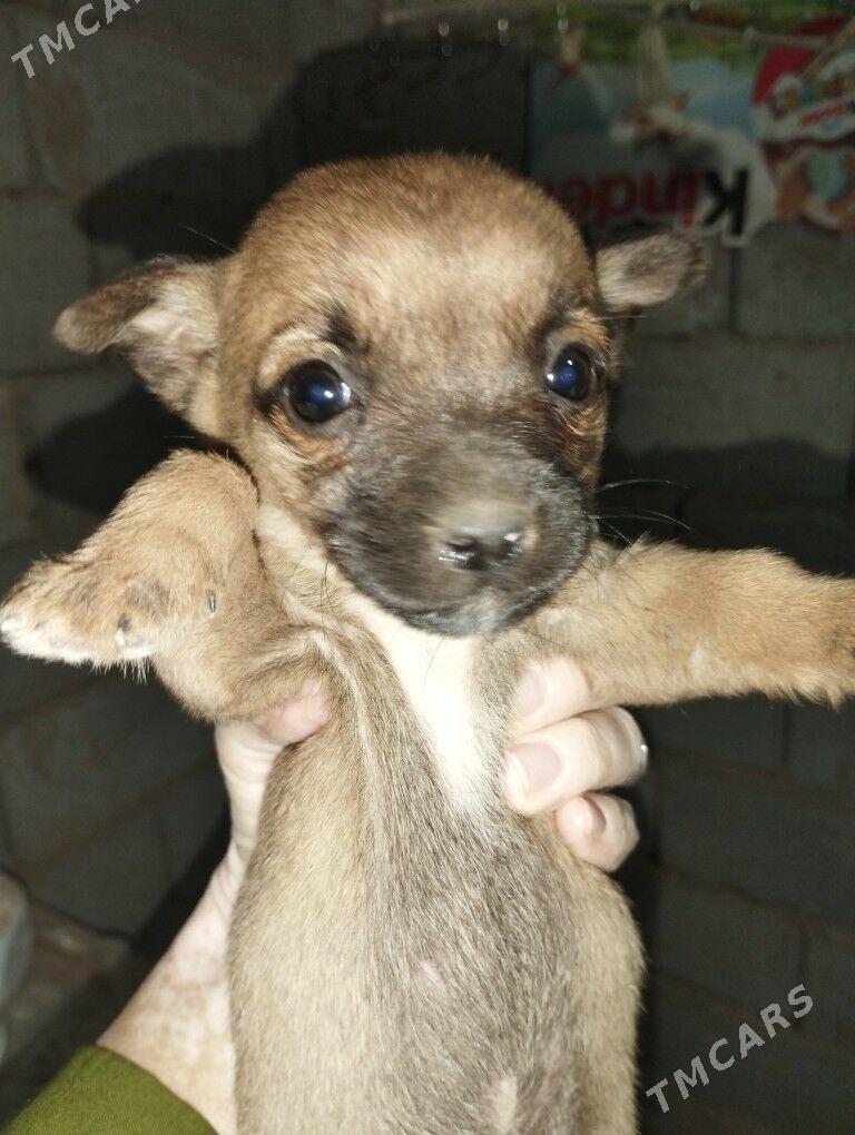 звонок щенки - Aşgabat - img 2