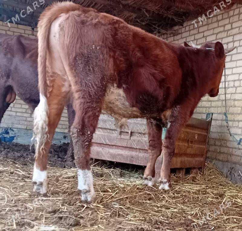 Burlat öküz... - Дянев - img 4