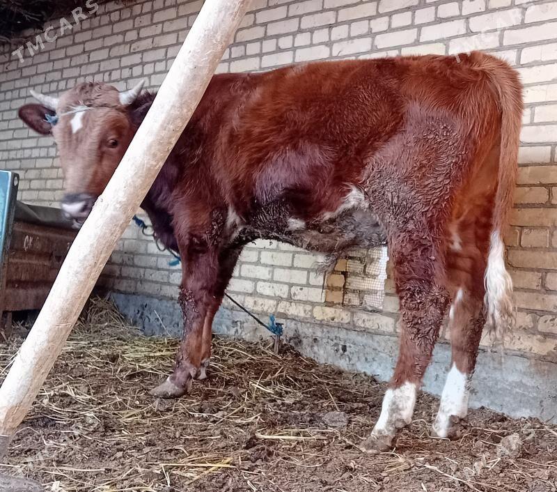 Burlat öküz... - Дянев - img 5